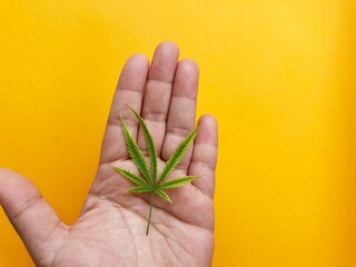 plant in hand marijuana cannabis leaf 