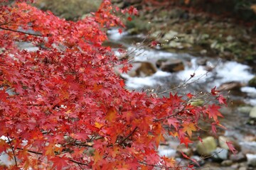  岡山県の奥津渓の紅葉と清流