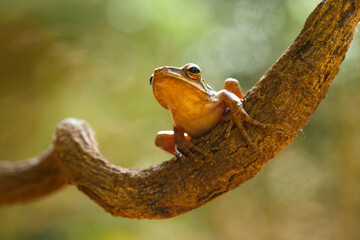 Tree Frog on Branch
