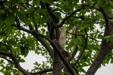 Fototapeta premium bird on a tree