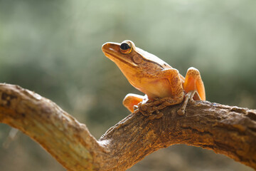 Tree Frog on Branch