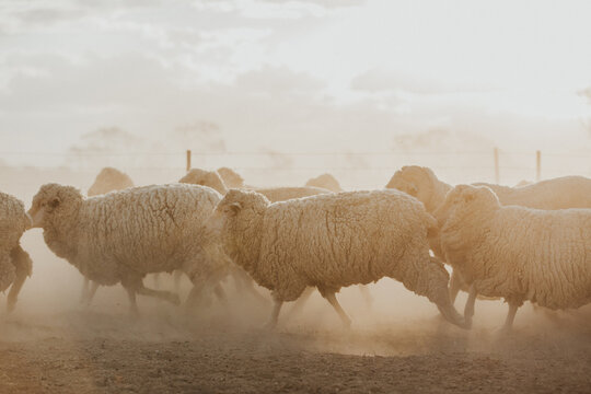 Mob of merino sheep running right to left