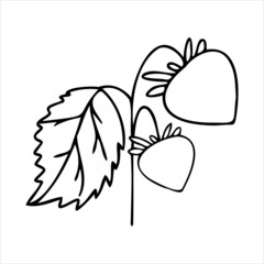Strawberry with leaves on a branch in the doodle style.