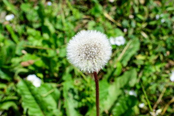 Delicate dandelion puffs or Taraxacum flowers in a garden in a sunny spring day.
