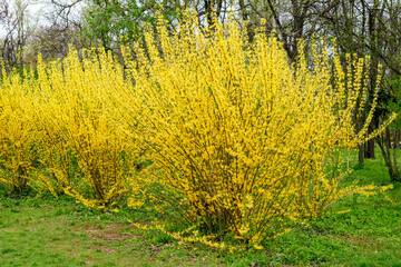 Large branches of a large bush of yellow flowers of Forsythia plant known as Easter tree, or shrub in a garden in a sunny spring day, floral background photographed with soft focus.
