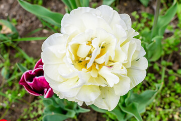 Close up of one large delicate double flowered white tulip in full bloom in a sunny spring garden, beautiful outdoor floral background photographed with soft focus.