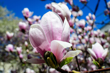 One delicate white and pink magnolia flower in full bloom on a branch in a garden in a sunny spring day, beautiful outdoor floral background photographed with soft focus.