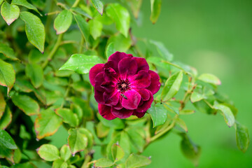 Obraz premium One large and delicate vivid purple rose in full bloom in a summer garden, in direct sunlight, with blurred green leaves in the background.