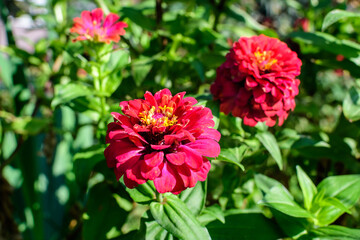 Close up of one beautiful large red zinnia flower in full bloom on blurred green background, photographed with soft focus in a garden in a sunny summer day.