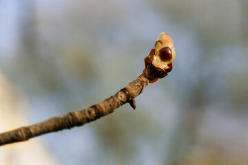 Bright chestnut bud close up in spring park