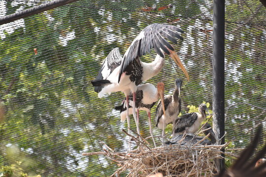 A family of Painted Stock is resting on a nest. The mother bird is protecting her chicks by spreading her wings.