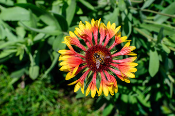 One vivid yellow and red Gaillardia flower, common known as blanket flower,  and blurred green leaves in soft focus, in a garden in a sunny summer day, beautiful outdoor floral background.