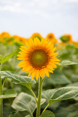 Fototapeta premium Sunflower blooming, flower natural background. Harvest time agriculture farming oil production.