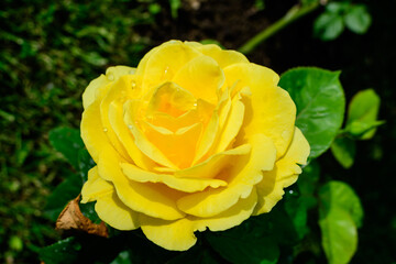 Close up of one large and delicate vivid yellow orange rose in full bloom and small water drops in a summer garden, in direct sunlight, with blurred green leaves in the background..