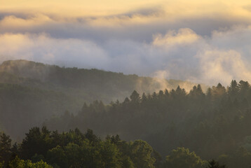 mountain forest after rain