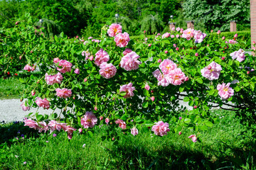 Large green bush with many fresh vivid pink roses and green leaves in a garden in a sunny summer day, beautiful outdoor floral background photographed with soft focus.