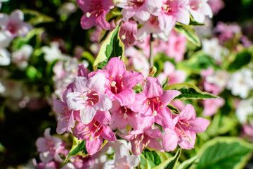 Close up of vivid pink and white Weigela florida plant with flowers in full bloom in a garden in a sunny spring day, beautiful outdoor floral background photographed with soft focus.