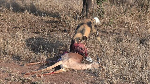 An African wilddog with a blood stained face savagely feeding on an impala.
