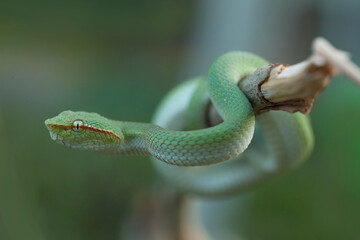 Green Viper Borneo on Branch