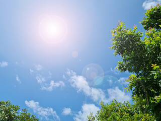 Sunny background, and blue sky with white clouds and bright green branches.