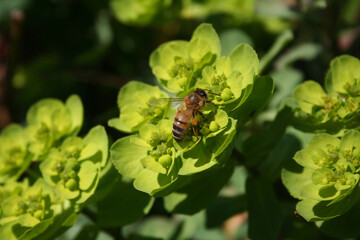 Honey bee on green yellow flowers of wild Euphorbia plants in the meadow. Apis mellifera on Euphorbia 