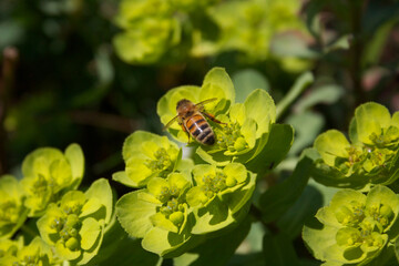 Honey bee on green yellow flowers of wild Euphorbia plants in the meadow. Apis mellifera on Euphorbia 
