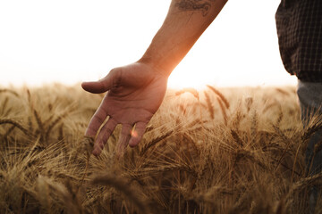 Male hand touches wheat ears on field at sunset