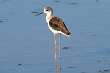 Black-winged stilt (Himantopus himantopus) in the wetlands