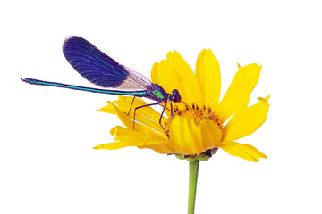 bright blue river dragonfly on yellow flower isolated on white - Powered by Adobe
