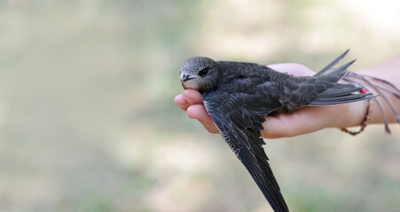 Common swift sitting in girls hand.. selective focus. copy space