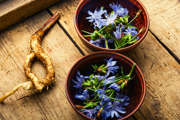 Obraz na płótnie Canvas Chicory in herbal medicine