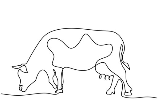 Grazing cow in continuous line art drawing style. Farm animal concept. Cow on pasture minimalist black linear sketch isolated on white background. Vector cattle sketch illustration