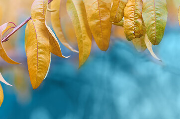 yellow peach leaves on a branch in autumn