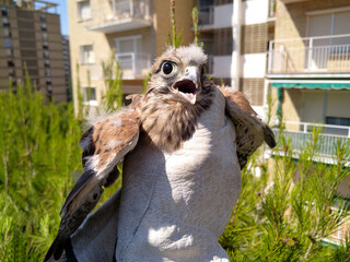 ornithologist holding a small bird in hands. scientist