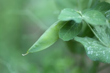 Green peas pods. Organic farm peas. Fresh bio green vegetables.Green peas pods on blurred vegetable...