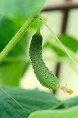 Green cucumber grown in greenhouse conditions. Cucumber on a branch