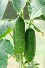 Green cucumbers grown in greenhouse conditions. Cucumber on a branch