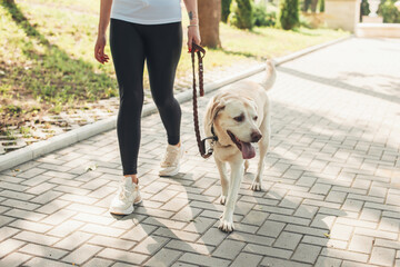 Close up phot of a golden retriever walking in a park near his owner