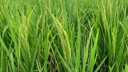 Close up growth Jasmine rice plant in field  green grass background