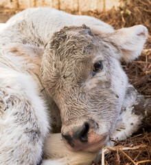 Naklejka premium young calf on the farm with ear tags
