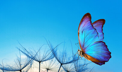 Natural blue pastel background. Morpho butterfly and dandelion. Seeds of a dandelion flower in...