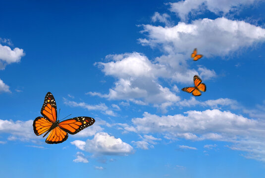 Fototapeta bright butterflies flying in the blue sky with clouds. flying orange butterflies. colorful monarch butterflies. copy spaces