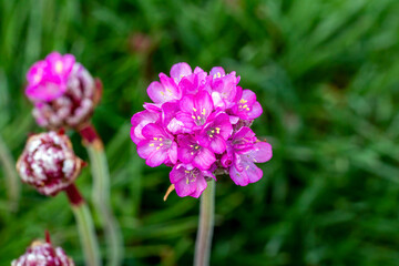 Armeria maritima a spring summer flowering plant with a pink springtime flower commonly known as sea thrift, stock photo image