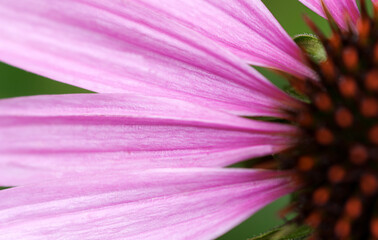 echinacea petal  close up, nature  background