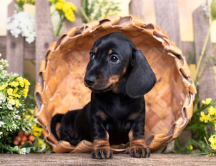 dachshund dog black tan color and spring flowers
