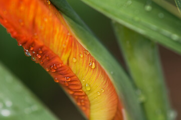 Orange gladiolus bud with raindrops on leaves background, floral background