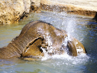 食後の運動するアジア象