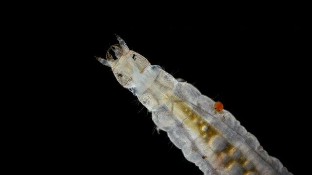 Larva mite Hydrachnidia and Hydrophilidae larva under a microscope. The Arrenuridae family mite sucked and drinks hemolymph by inserting a tubular Stylostome