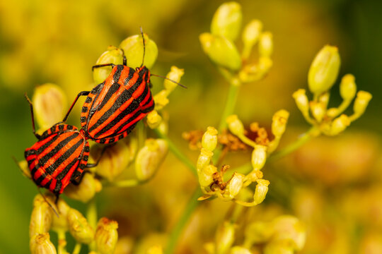 Graphosoma lineatum, bugs copulating on yellow flowers, selective focus.
