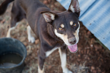 Australian working dog